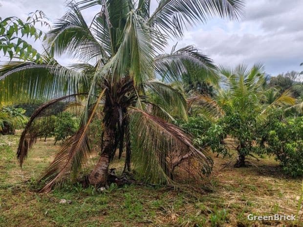 Land in Monaragala - Near the School, Magandanamulla, Monaragala