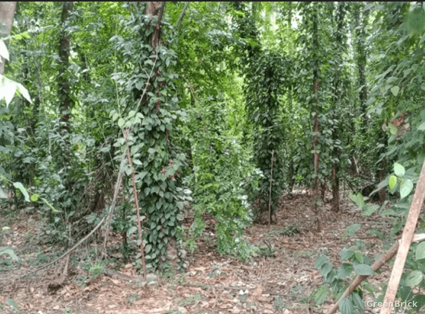 Land in Monaragala - Wellawaya, Monaragala