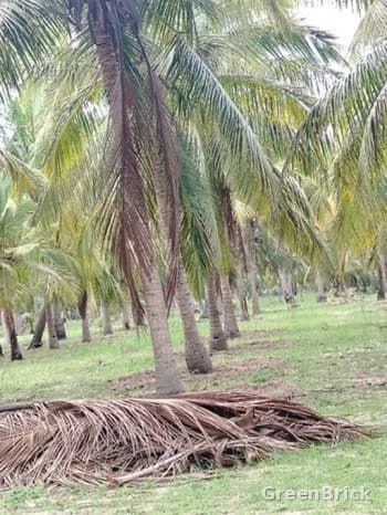 Land in Puttalam - Puttalam