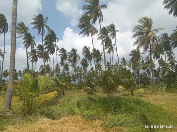 Land in Puttalam - Puttalam