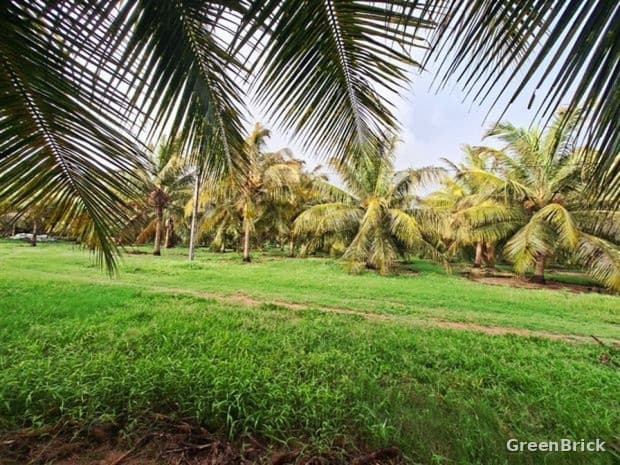 Land in Puttalam - Puttalam