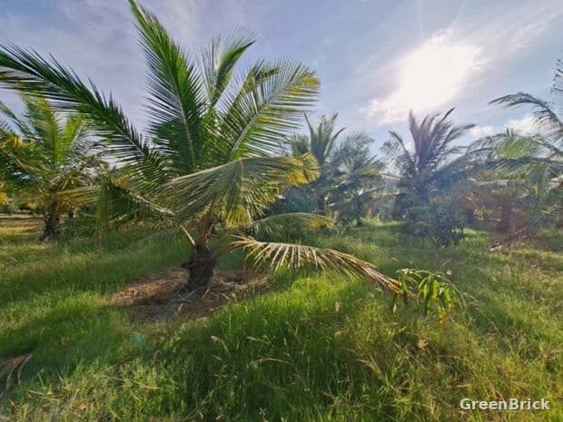 Land in Puttalam - Puttalam