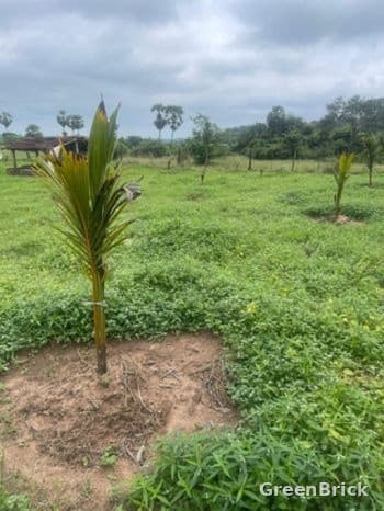 Land in Trincomalee - Iluppaikulam, Trincomalee