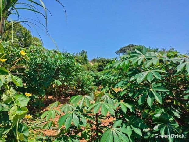 Land in Ampara - Komari, Ampara